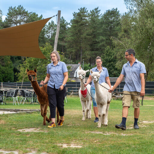 Alpacawandeling op inschrijving - Zondag 5 Januari